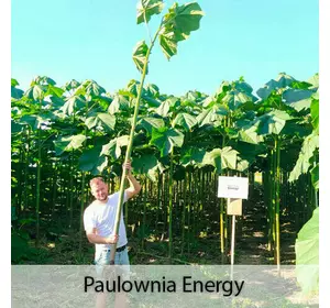 Paulownia Energy arbre XXL Paulownia Energy arbre XXL