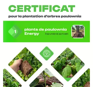 Certificat pour la plantation de 1 arbre Paulownia
