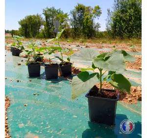 Paulownia Shan Tong en pot