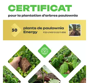 Certificat pour la plantation de 50 arbres Paulownia