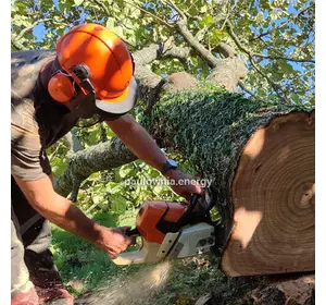 Achat de grumes rondes de Paulownia Cultivées en France Achat de grumes rondes de Paulownia Cultivées en France