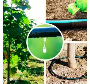 Conception de systèmes d&#39;irrigation goutte à goutte Paulownia