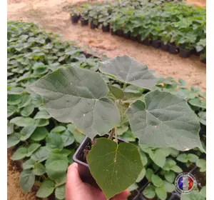 Paulownia Energy en pot Paulownia Energy en pot
