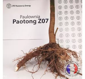 5 pièces Paulownia Pao Tong Z07 XXL 5 pièces Paulownia Pao Tong Z07 XXL