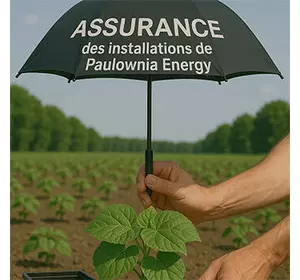 Assurance vie pour un plant de paulownia Assurance vie pour un plant de paulownia
