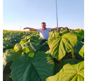 Paulownia Energy duze sadzonki rocznego dzrewa Paulownia Energy duze sadzonki rocznego dzrewa