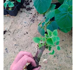 Paulownia Shan Tong S korzenie Paulownia Shan Tong S korzenie