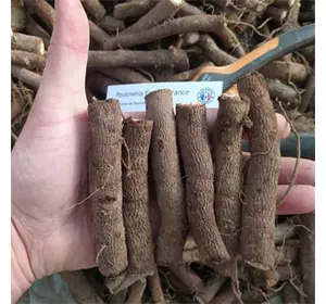 Paulownia Elongata L korzenie Paulownia Elongata L korzenie