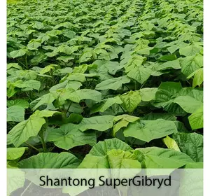 Sadzonki mrozoodporne Paulownia Shan Tong Superhybrid