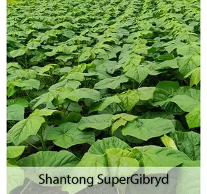 Sadzonki mrozoodporne Paulownia Shan Tong Superhybrid Sadzonki mrozoodporne Paulownia Shan Tong Superhybrid