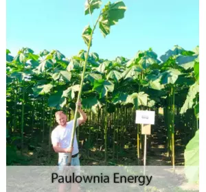 Duże Drzewa Paulownia Energy XXL Duże Drzewa Paulownia Energy XXL