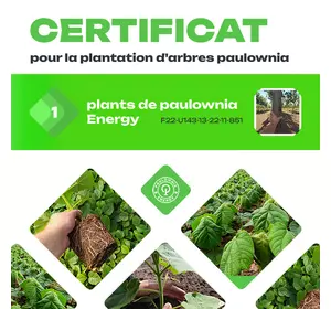 Certyfikat na posadzenie 1 drzewa Paulownia Certyfikat na posadzenie 1 drzewa Paulownia