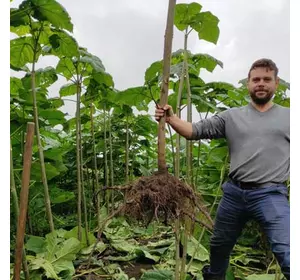 Paulownia Elongata XXL Paulownia Elongata XXL