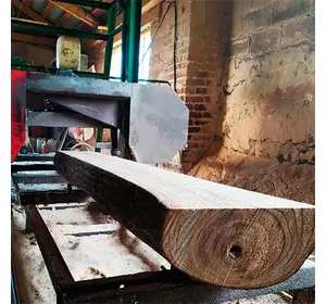 Zakup kłód okrągłych Paulownia Zakup kłód okrągłych Paulownia