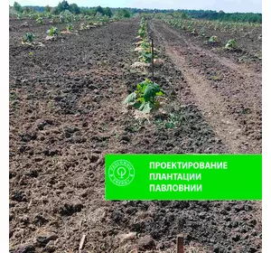 Projekt plantacji Paulowni Projekt plantacji Paulowni