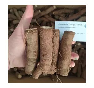 Paulownia Shan Tong L korzenie Paulownia Shan Tong L korzenie