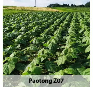 Paulownia Pao Tong Z07 Paulownia Pao Tong Z07