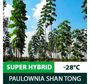 Sadzonki Paulownia Shan Tong SuperHybrid