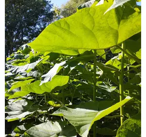 Paulownia tomentose XL korzeń Paulownia tomentose XL korzeń