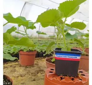 Paulownia Paryż L Paulownia Paryż L