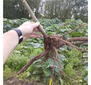 Paulownia Elongata XL Paulownia Elongata XL