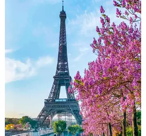 Paulownia paryska XL Paulownia paryska XL