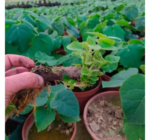 Korzenie Paulownia Pao Tong Z07 S format Korzenie Paulownia Pao Tong Z07 S format