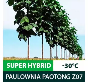 Sadzonki mrozoodporne Paulownia Paotong Z07 In Vitro na drewno Sadzonki mrozoodporne Paulownia Paotong Z07 In Vitro na drewno