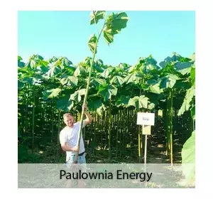 Raíces de Paulownia Energy XXL