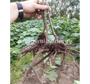 Raíces de Paulownia 9501 XL Raíces de Paulownia 9501 XL