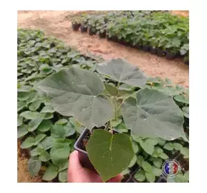 Paulownia Energy en macetas de 600 ml Paulownia Energy en macetas de 600 ml