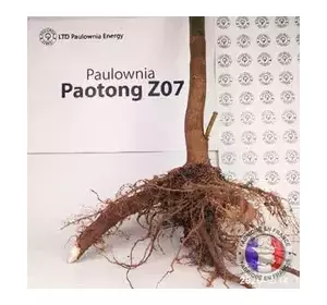 Paulownia Pao Tong Z07 XXL Paulownia Pao Tong Z07 XXL