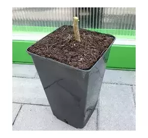 Paulownia 9501 en macetas de 600 ml Paulownia 9501 en macetas de 600 ml
