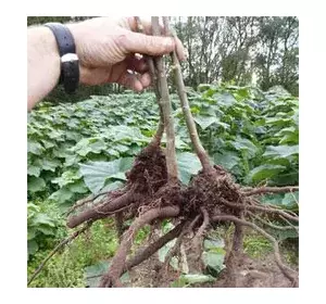 Paulownia Pao Tong Z07 XL Paulownia Pao Tong Z07 XL