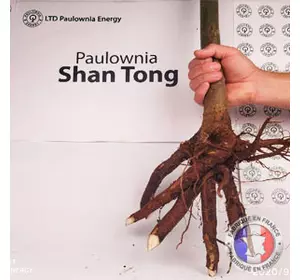 Paulownia Shan Tong XL raízes