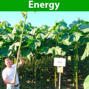 Paulownia Energy Paulownia Energy