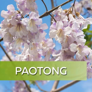 Paulownia Pao Tong Z07