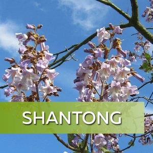 Paulownia Shan Tong