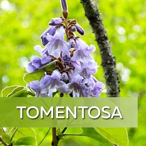 Paulownia Tomentosa