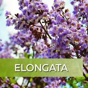 Paulownia Elongata Paulownia Elongata
