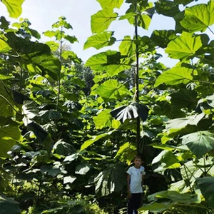 Paulownia Energy Paulownia Energy