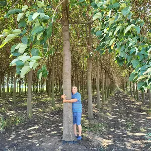 Plantation Plantation