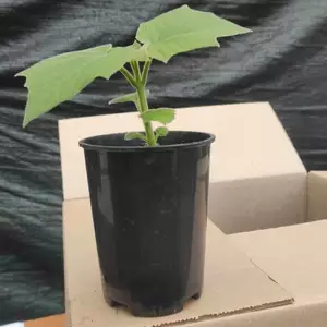 Paulownia 9501 Paulownia 9501