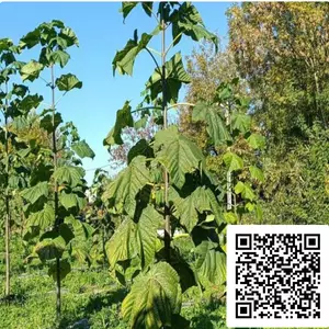 Arbre Crédit Carbone Arbre Crédit Carbone