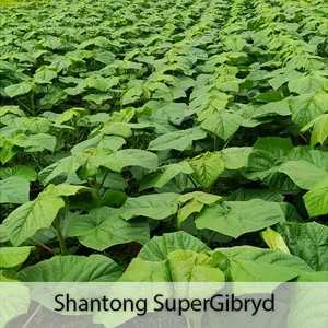Paulownia Shan Tong Paulownia Shan Tong