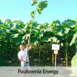 Paulownia Energy XXL Paulownia Energy XXL