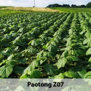 Paulownia Pao Tong Z07 Paulownia Pao Tong Z07