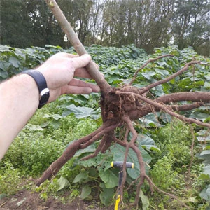 Paulownia Elongata Paulownia Elongata