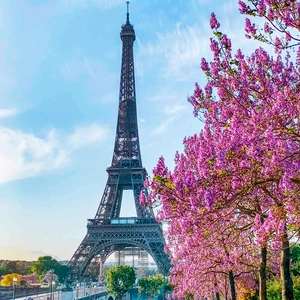 Paulownia Paryż Paulownia Paryż