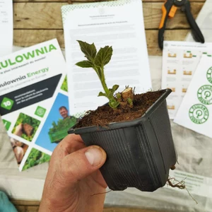 Paulownia Z07 Paulownia Z07